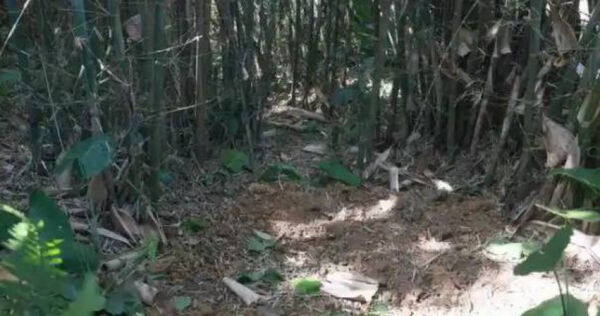 Lão nông dân phát hiện kho báu ngàn năm tuổi nặng 30kg giữa rừng trúc