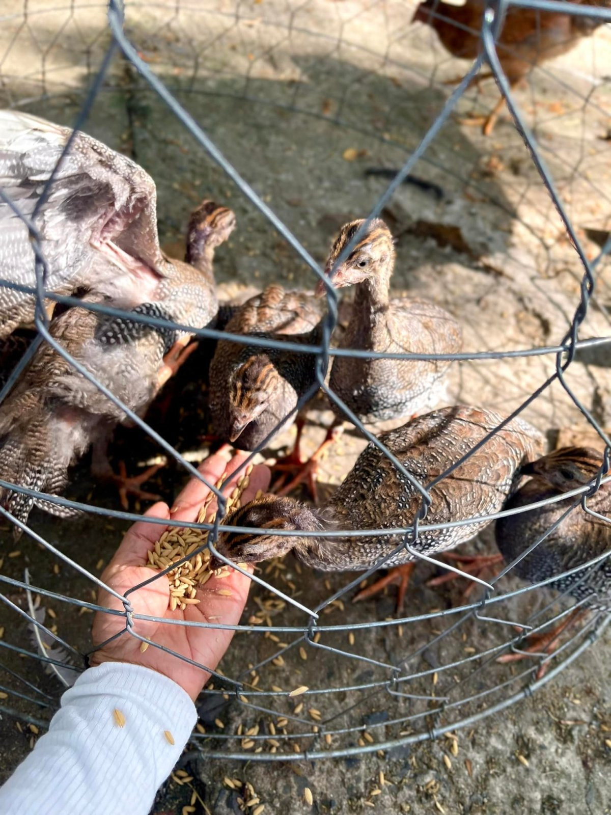 Ngỗng trắng thong dong quanh nông trại của ca sĩ Mỹ Lệ Cảnh vật thanh bình quanh nông trại nhà nghệ sĩ