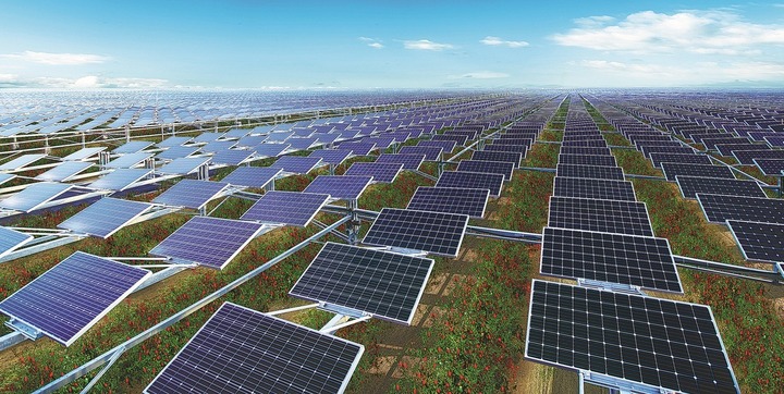 Cây kỷ tử trồng dưới tấm pin mặt trời