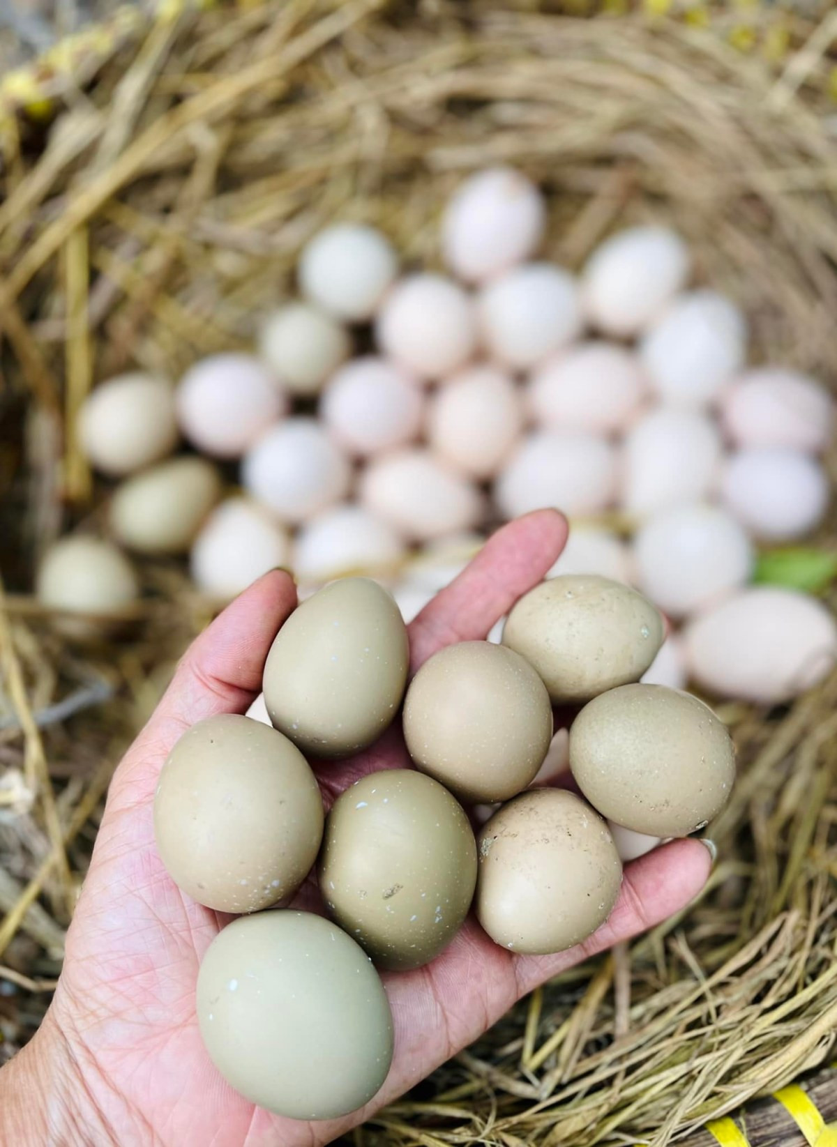 Đàn chim trĩ nuôi trong khuôn viên nông trại của ca sĩ Mỹ Lệ Chim trĩ cho trứng bổ dưỡng tại nông trại nhà mỹ nhân
