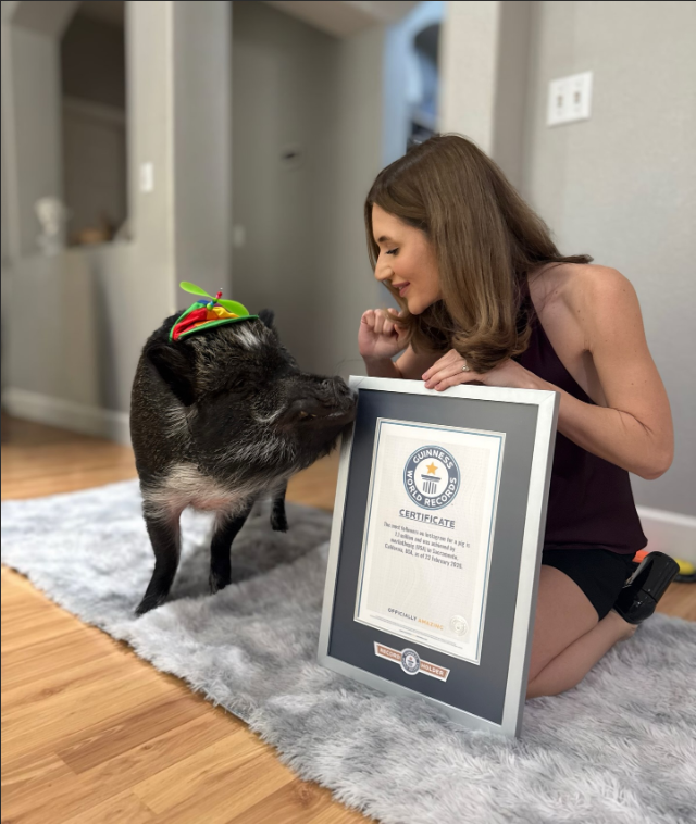 Một chú lợn vừa lập kỷ lục Guiness thế giới, lượng follow bá đạo, gây sốc cộng đồng mạng- Ảnh 4.