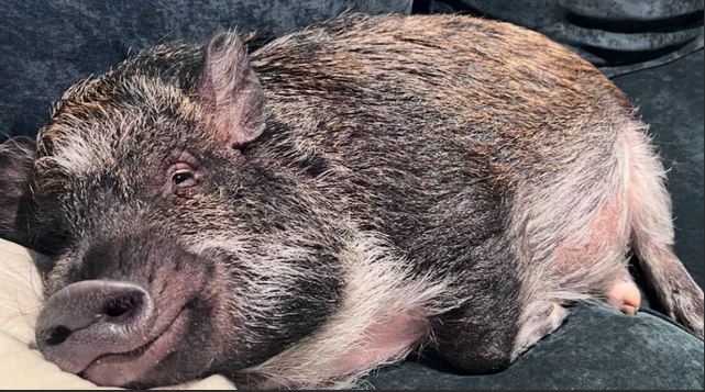 Một chú lợn vừa lập kỷ lục Guiness thế giới, lượng follow bá đạo, gây sốc cộng đồng mạng- Ảnh 1.