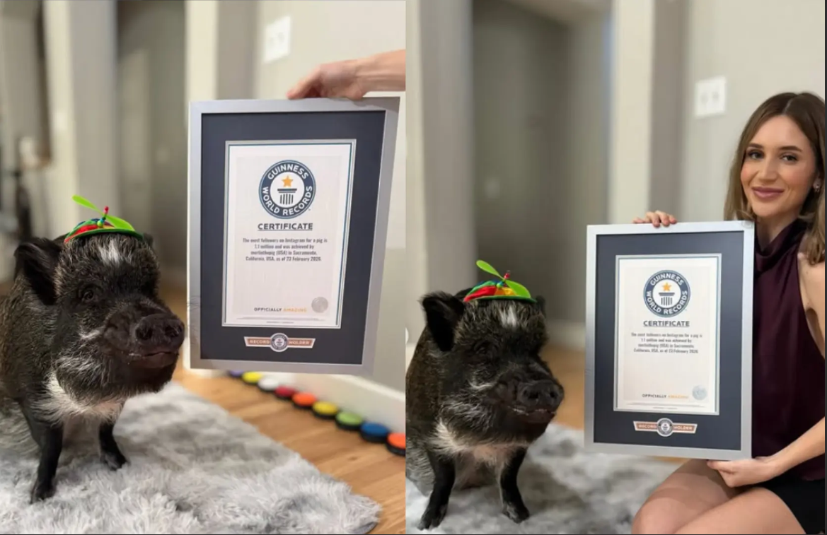 Một chú lợn vừa lập kỷ lục Guiness thế giới, lượng follow bá đạo, gây sốc cộng đồng mạng- Ảnh 2.